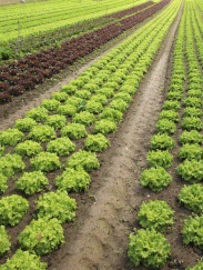 View of rows of green and red lettuces.